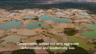 Together Against Conservation Crimes in the Amazon
