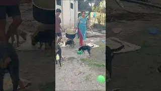 cute dog #doglover#puppy #labrador #shortvideo #