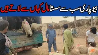 Goat Unloading In Pattoki | AK Mandi Sa Lay Kar Dosri Mandi Ma Sale ?