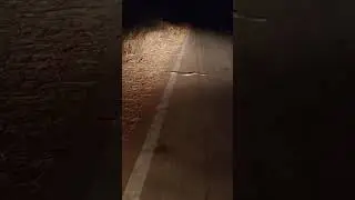 MOST DANGEROUS SNAKE RUSSELS VIPPER !!!!!!!!!!!!!! .BE CAREFUL WHILE NIGHT RIDES