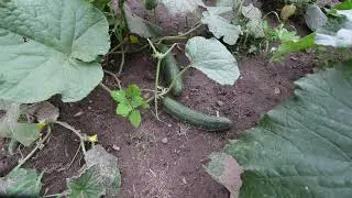 THIS YEARS GARDEN. 2020. Harvest Begins.