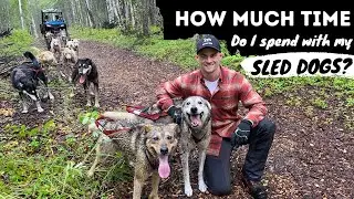 How Much Time I Spend with My Sled Dogs