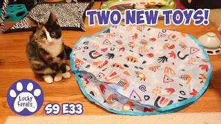 Two New Electronic Cat Toys For Carmella - Rescue Kitten Day 33 - Lucky Ferals Cat Vlog S9 E33