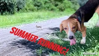 Rabbit Hunting With Beagles | Summer Running! Plenty Rabbits!