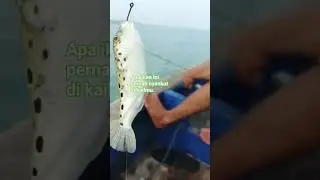 dapat IKAN AJAIB waktu mancing @FishingDemak #mancing #kakap #shortvideo