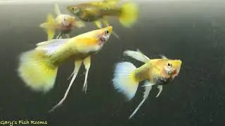 Longfin Dumbo 24k Full Gold Guppy from Gary's Fish Rooms