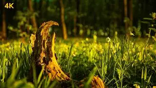 1 hour in the evening forest and singing birds🌲The atmosphere of a fringe forest 🌼