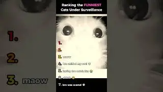 Ranking Funniest Cats Under Surveillance 🎥