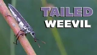 Tailed Weevil aka Snout Beetle - Extreme Macro Footage