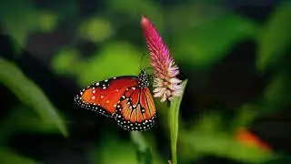 Heart touching Islamic song.