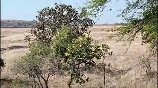 #land #for #sale #farm #garden #house #home #agriculture #investment #telangana #farming #9640041044