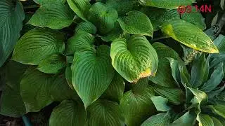 Всього три роки#petrnovar #запоріжжя #hosta #garden #plants 