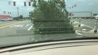 There's a bush driving down the road!!