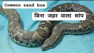 common Russell send boa#nonvenomous#बिना जहर वाला सांप#9572323498#