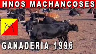 HNOS MACHANCOSES 1996 GANADERIA.