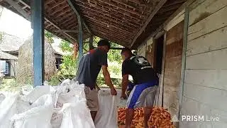 Ape di selep jagung bolo