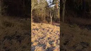 Parson terrier playing  fetch