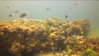Saving Pakistan's coral reefs
