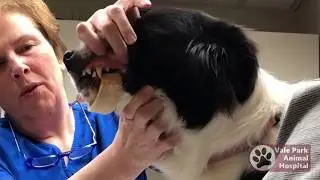 How To | Remove a Beef Bone Stuck On Your Dog's Jaw