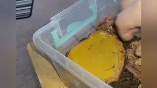 Venomous Visions unboxing 2022