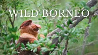 WILD BORNEO: Inside the Labuk Bay Proboscis Monkey Sanctuary