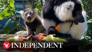 Triple trouble: Three rare lemur pups born at Newquay Zoo
