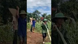 Corn Harvesting in the Countryside | Rural Life | Traditional Farm Techniques