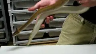 Genetic Stripe Ball Python