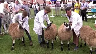 Defaid miwl Cymreig - Dafad blwydd | Welsh Mule Sheep - Sheep 1yr old