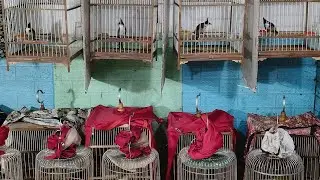 Chim chào mào và Các sản phẩm chăm sóc!