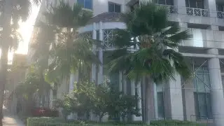 Pritchardia palms in Coral Gables, Florida
