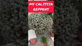 My Calissia Repens.