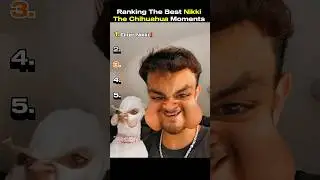 Ranking The Best Nikki The Chihuahua Moments Ever&hellip;