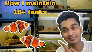 How to care fish tank property !!
