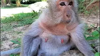 Pity poor oldest Mama Tima keep body alone, Baby Timo leave mom Tima.