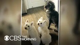 Three dogs die after swimming in pond with blue-green algae