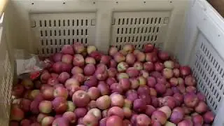 Tukens Orchard Farm Market - U-Pick Apple Orchard