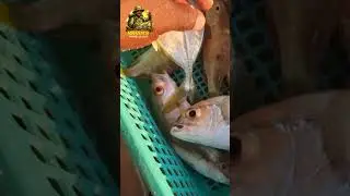 Эпичный закат и рыбалка с друзьями || Отдых на востоке Сент-Томаса, Ямайка