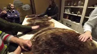 BEAVER PELTS : HUDSON BAY STORE AT CANOE MUSEUM IN PETERBOROUGH, ONTARIO, CANADA. guided explanation