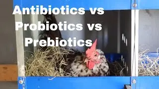 Antibiotics Vs. Probiotics Vs. Prebiotics Used In Poultry