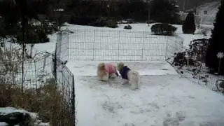 Emma, Rachel & Charlotte out in the first snow this year.