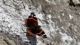 Orange Butterfly 🦋🕊️ Brown Orange white spots Butterfly