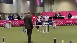 Finals 2020 AKC Agility Invitational