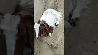 Heat stress in goats | stressed animals #shorts #viral #animals #goat