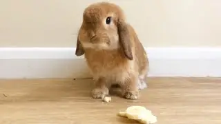 Mini Lop Rabbit eating Banana