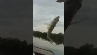 mantra muzarab #fishing #mancingceria #fypシ゚viral #mancing #mancingmantap