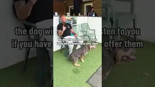 Reward Vs Bribery #dog #training #shorts