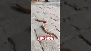 😳What is name of this snack🙏🐍#snacks #mahadev#danger