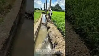 Clearing Irrigation Canal: Rural Waterway Maintenance