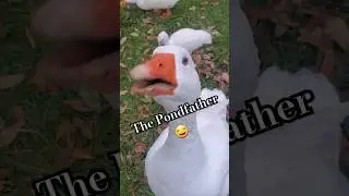 The Pondfather #sillygoose #goose #godfather #birds #funny #memes #shorts #geese #fyp #wildlife